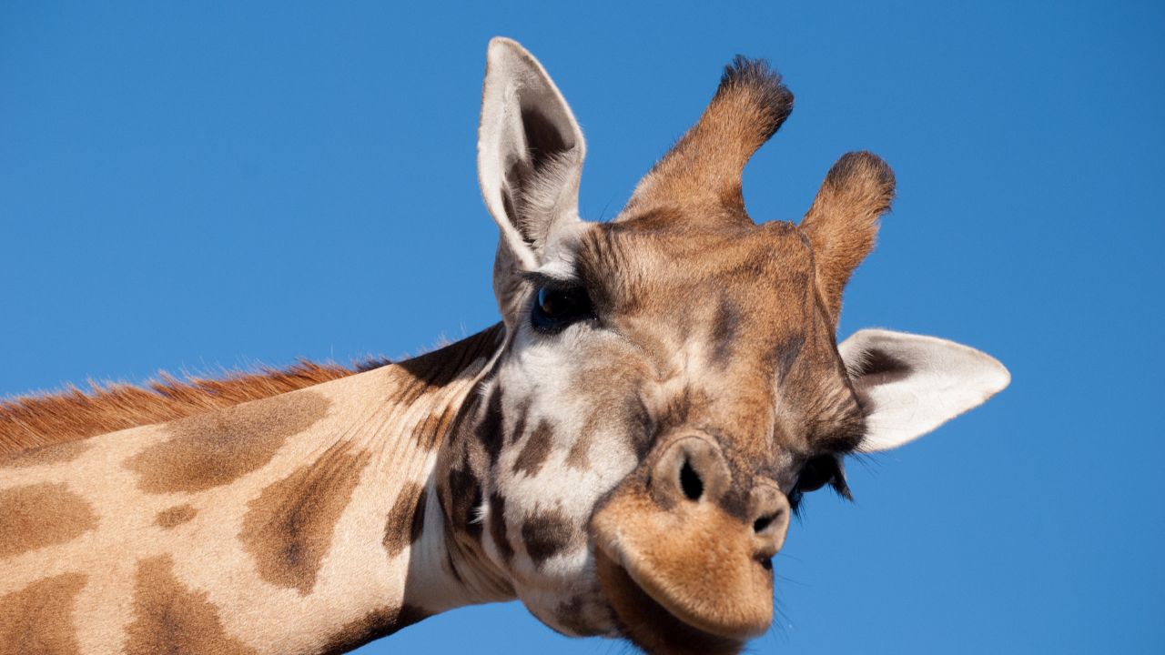 Besuch im Zoo Berlin